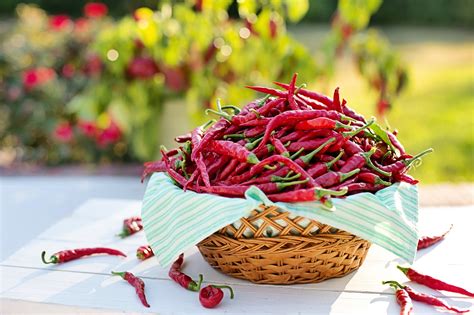 Growing Peppers in Containers Successfully - Garden and Happy