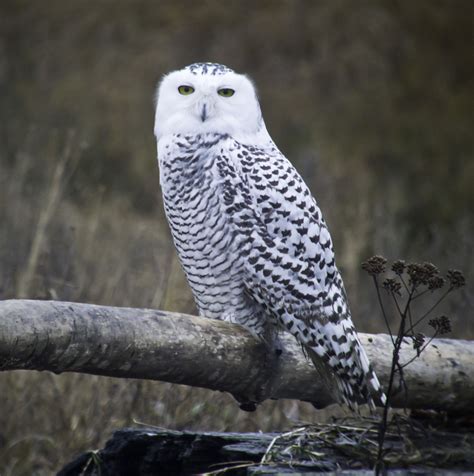 Art and Other Adventures with Narca: Twenty-four! Snowy Owls!