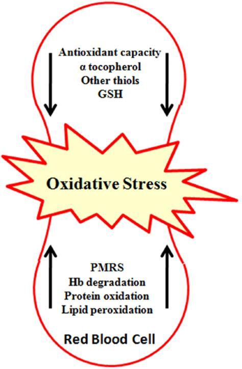 Alterations in red blood cells during condition of oxidative stress.... | Download Scientific ...