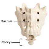 Coccyx Pain - Sportsinjuryclinic.net