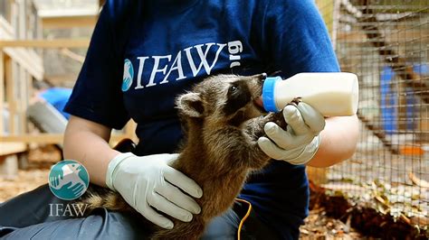 IFAW Rescues, Rehabilitates, & Releases Animals into Habitats We Help ...