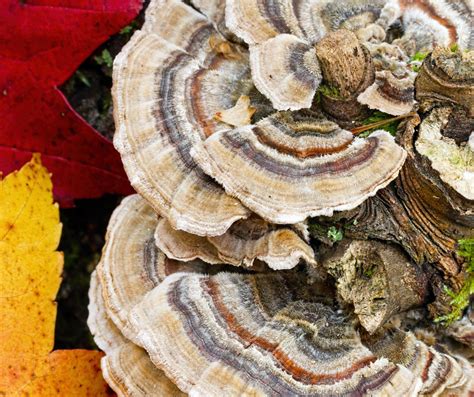 Turkey tail mushroom benefits • Sempera Organics