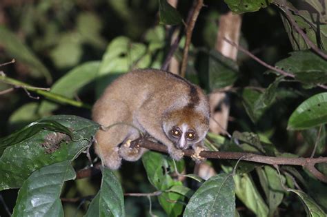 Philippine Slow Loris - Danum Valley Conservation Area, Borneo | Slow loris, Danum valley ...