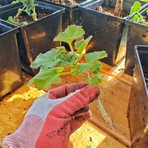 How to Start Geranium Cuttings - Shiplap and Shells