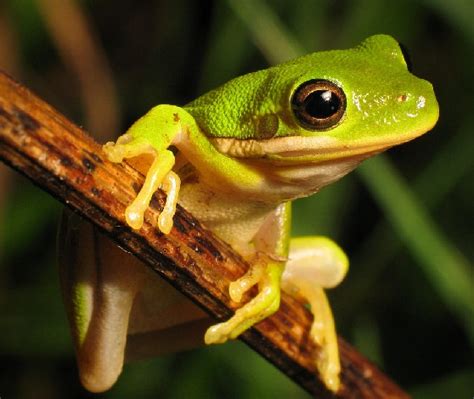 American Green Tree Frog Facts and Pictures