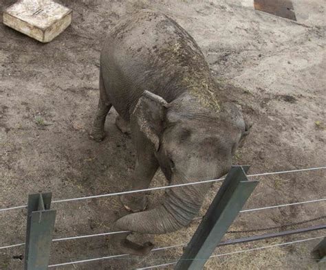 Fight Over Bronx Zoo Elephant Nears Conclusion – Bronx Times