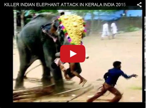 KILLER INDIAN ELEPHANT ATTACK IN KERALA INDIA | Cambodia News Today