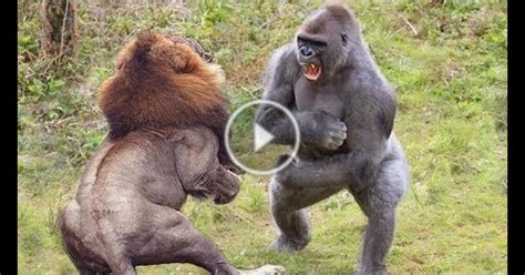 Lion Vs Gorilla / Lion King Vs Black King Kong Gorilla | 3D Animal Fights ... : Now that we've ...