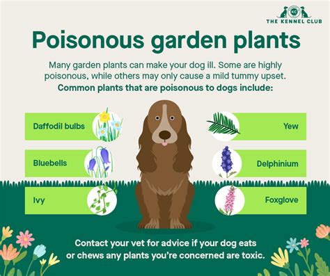 Poisons in your garden | Dog health | Kennel Club