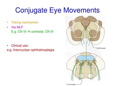 PPT - Cranial Nerves PowerPoint Presentation, free download - ID:429916