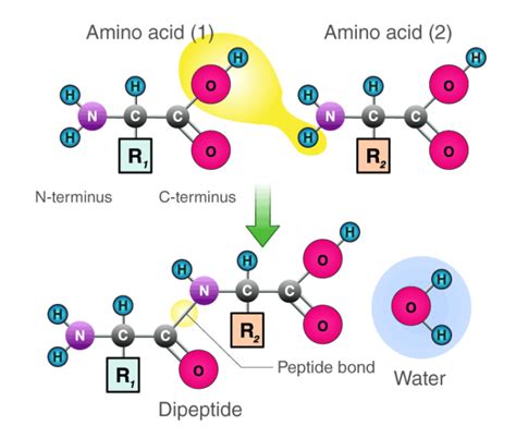 Peptide Bond Primary Structure