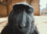 Monkey Pb2slow GIF - Monkey Pb2slow Cute - Discover & Share GIFs