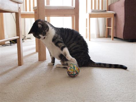 Play Time | The cat playing with an elastic band ball. | Adam Russell | Flickr