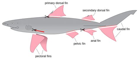 So You Think You Know How A Shark Works? Here's What You Didn't Know - Grit Daily News