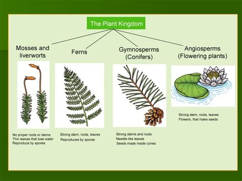 Plant Phyla