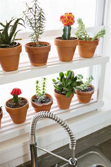 15 Small Windowsill Plants That Will Impress You