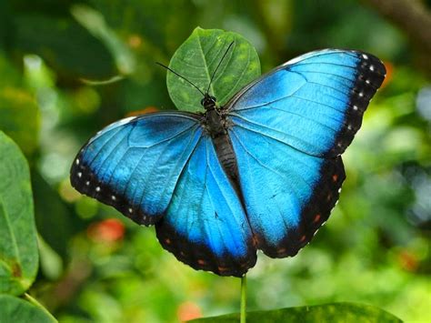 The magnificent Blue Morpho Butterfly | Diego Braghi