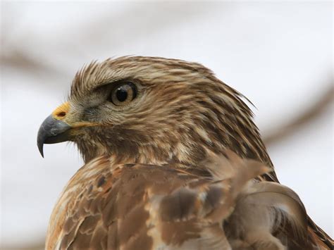 Types of Hawks in Oklahoma (Full Guide) | Birdfact