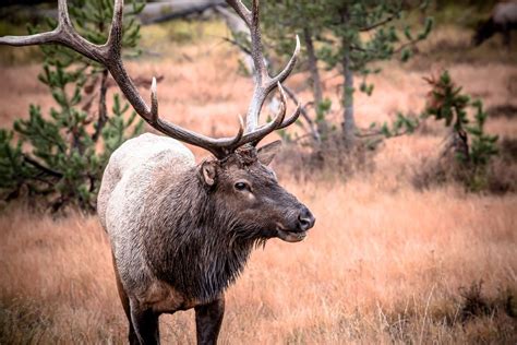 Invasion of the Zombie Elk - Chronic Wasting Disease Spreading Fast ...