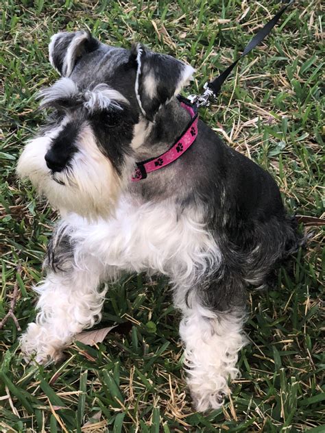 Miniature Schnauzer Puppies For Sale | Miami, FL #289090