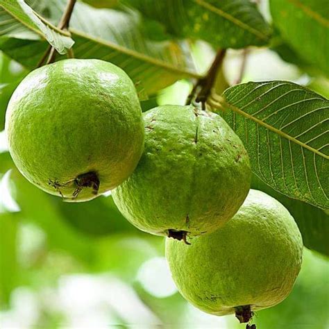 Buy Guava Tree, Amrud, Psidium guajava (Grown through seeds) - Plant online from Nurserylive at ...