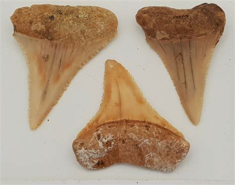 Rare shark teeth from Chile - Carcharodon carcharias - 3,4 cm (3) - Catawiki