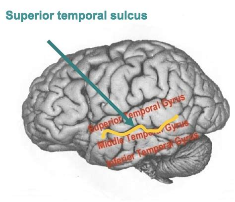 Superior Temporal Sulcus