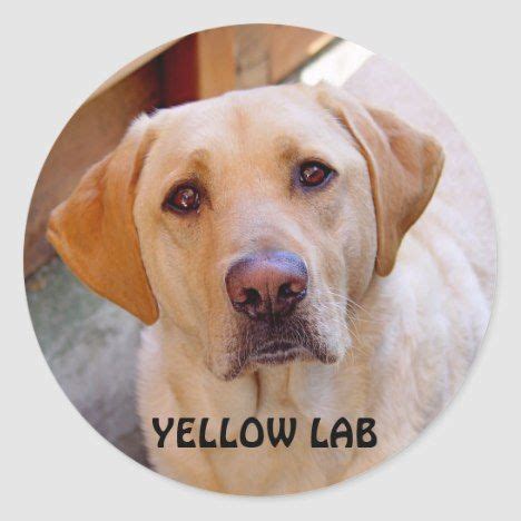 Yellow Lab Sticker | Zazzle.com | Labrador retriever dog, Labrador ...