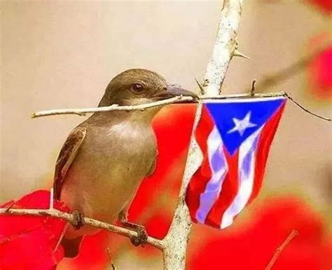 Pitirre cantor boricua | San juan puerto rico, Puerto rico art, Puerto rico