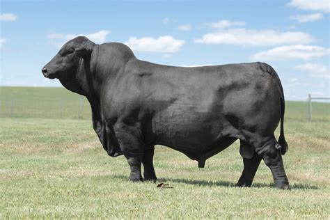 Brangus Embryos and Brangus Semen for Sale – Central Texas — Pennridge ...