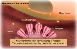 Lambert-Eaton Syndrome | Johns Hopkins Medicine