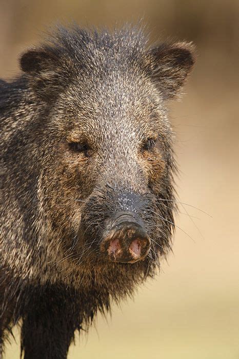 Javelina (Collared Peccary) 1 | Javelina, Animals of the world, Animals