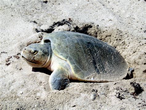 Kemp’s Ridley Sea Turtle – "OCEAN TREASURES" Memorial Library