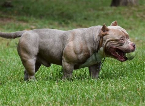 American Bully XL, Price, Weight and Size | Our Fit Pets