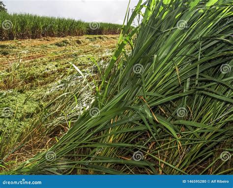 Sugar Cane Plant on Field in Brazil Stock Photo - Image of industry ...