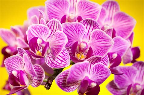 Download Flower Nature Orchid 4k Ultra HD Wallpaper