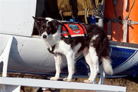 Border Collie Search And Rescue Dog (mr Photograph by Zandria Muench ...