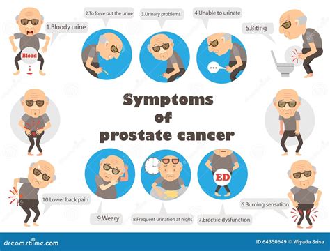 Symptoms prostate cancer stock vector. Illustration of gland - 64350649