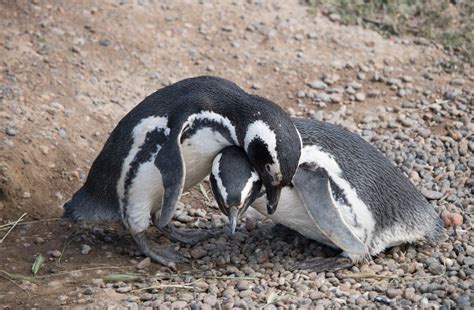 Penguin Love on Argentina’s Atlantic Coast | Live. Travel. Play.