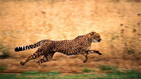 Cheetah Running Wallpaper