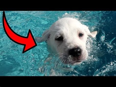 LABRADOR PUPPIES SWIM FOR THE FIRST TIME!! - YouTube