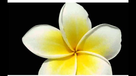 White Yellow Flowers - pictures - YouTube