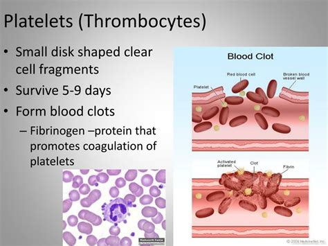 PPT - Blood Function PowerPoint Presentation, free download - ID:2960720