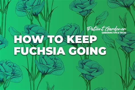 How to keep fuchsia flowering - Patient Gardener
