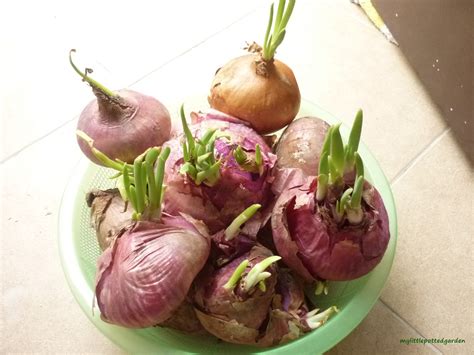 My Little Potted Garden: Harvest Spring Onions, The Express Way!