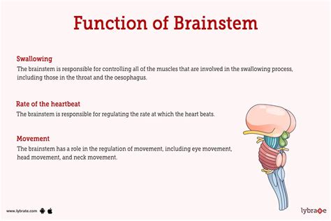 Brainstem Function And Location