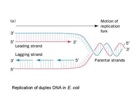 Replication of duplex DNA in E. coli