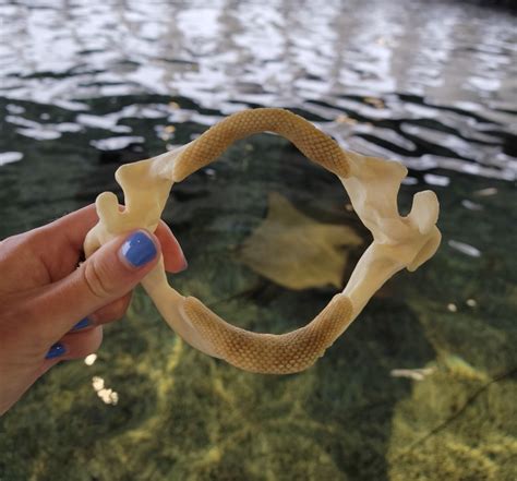 Ask an Expert: The Teeth of a Stingray | South Carolina Aquarium