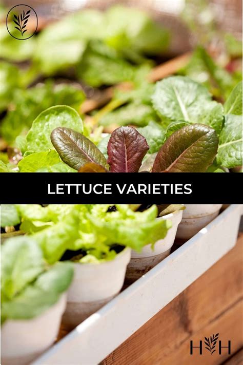 20 lettuce varieties 🥬 🌱 Crunchy, curly, and everything in between