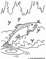 Salmon Coloring Pages At GetColoringscom  Free Printable Colorings sketch template